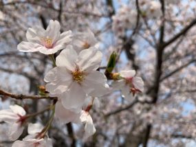 Sakura